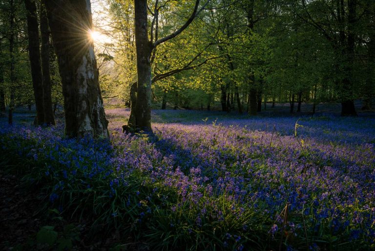 Sous-bois illuminé par le soleil couchant avec des jacinthes des bois bleues en fleur.