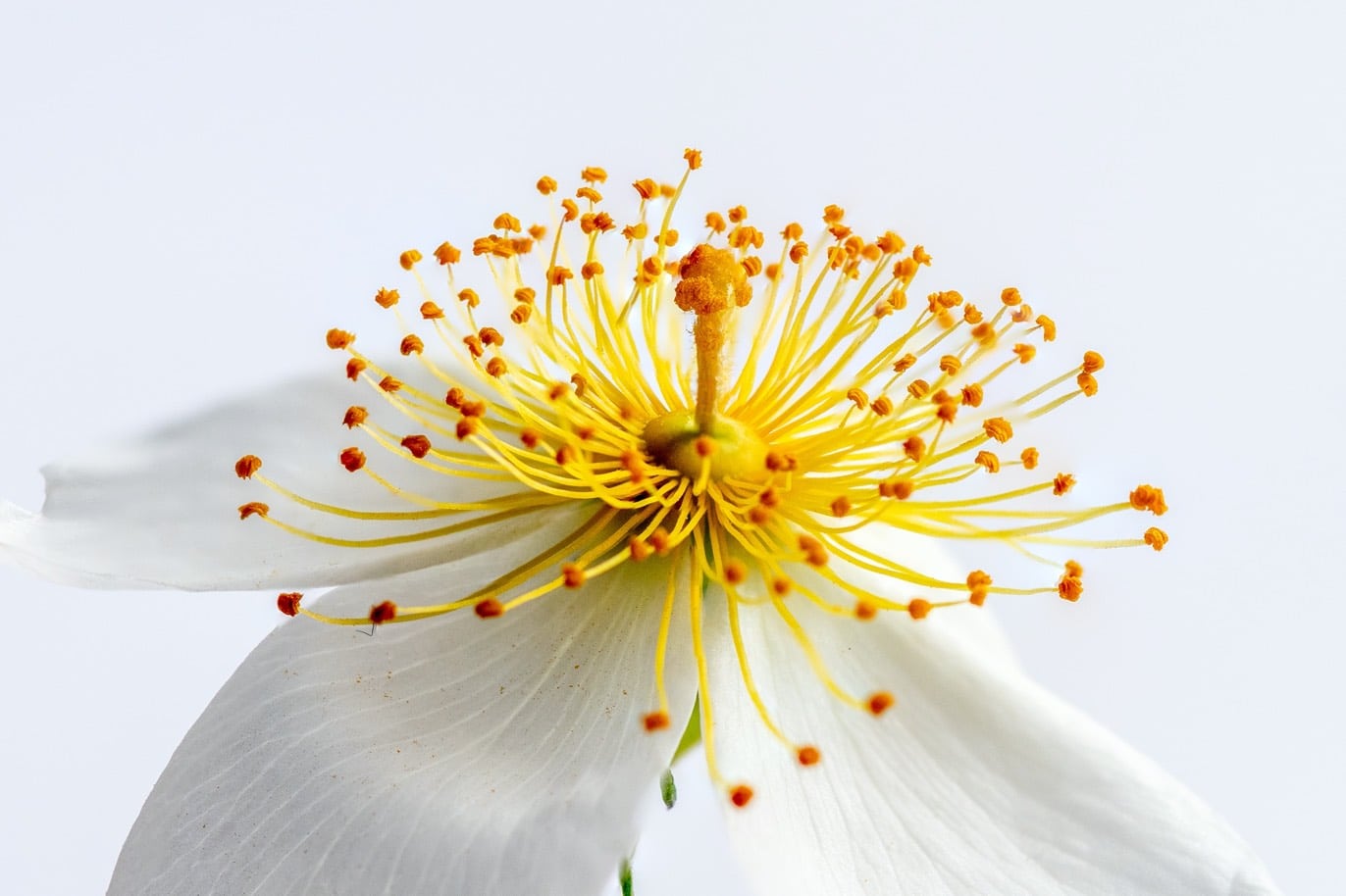 Gros plan d'une fleur blanche avec des étamines jaunes et orange sur fond clair