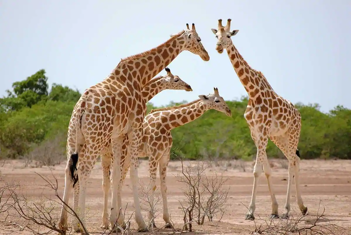 Quatre girafes debout dans une savane aride avec des arbustes en arrière-plan
