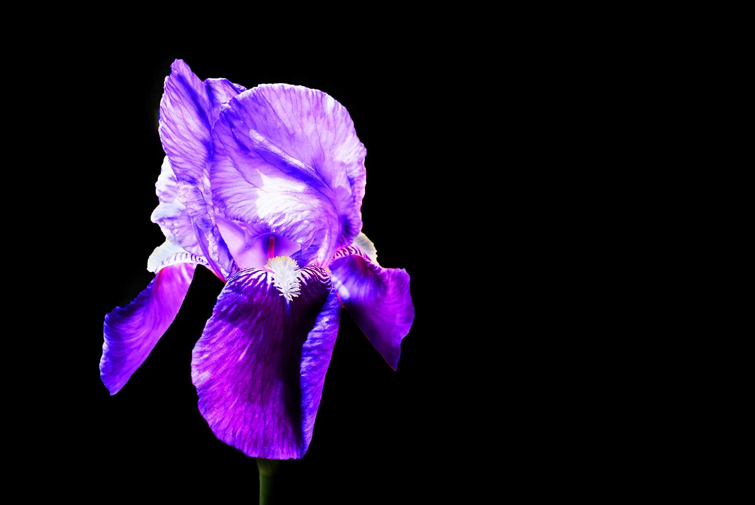 Iris violet en gros plan sur fond noir