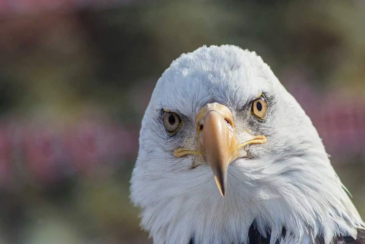 Gros plan sur la tête d'un aigle à tête blanche avec un regard intense.
