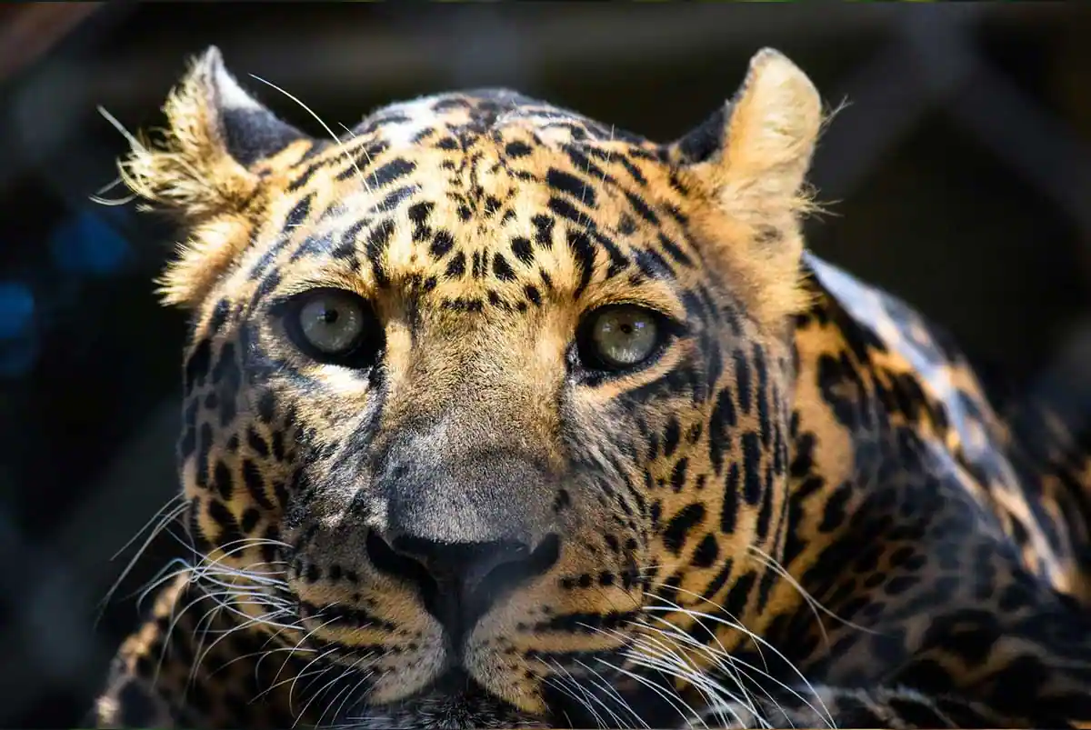 Gros plan sur le visage d'un léopard aux yeux perçants et tacheté de noir.