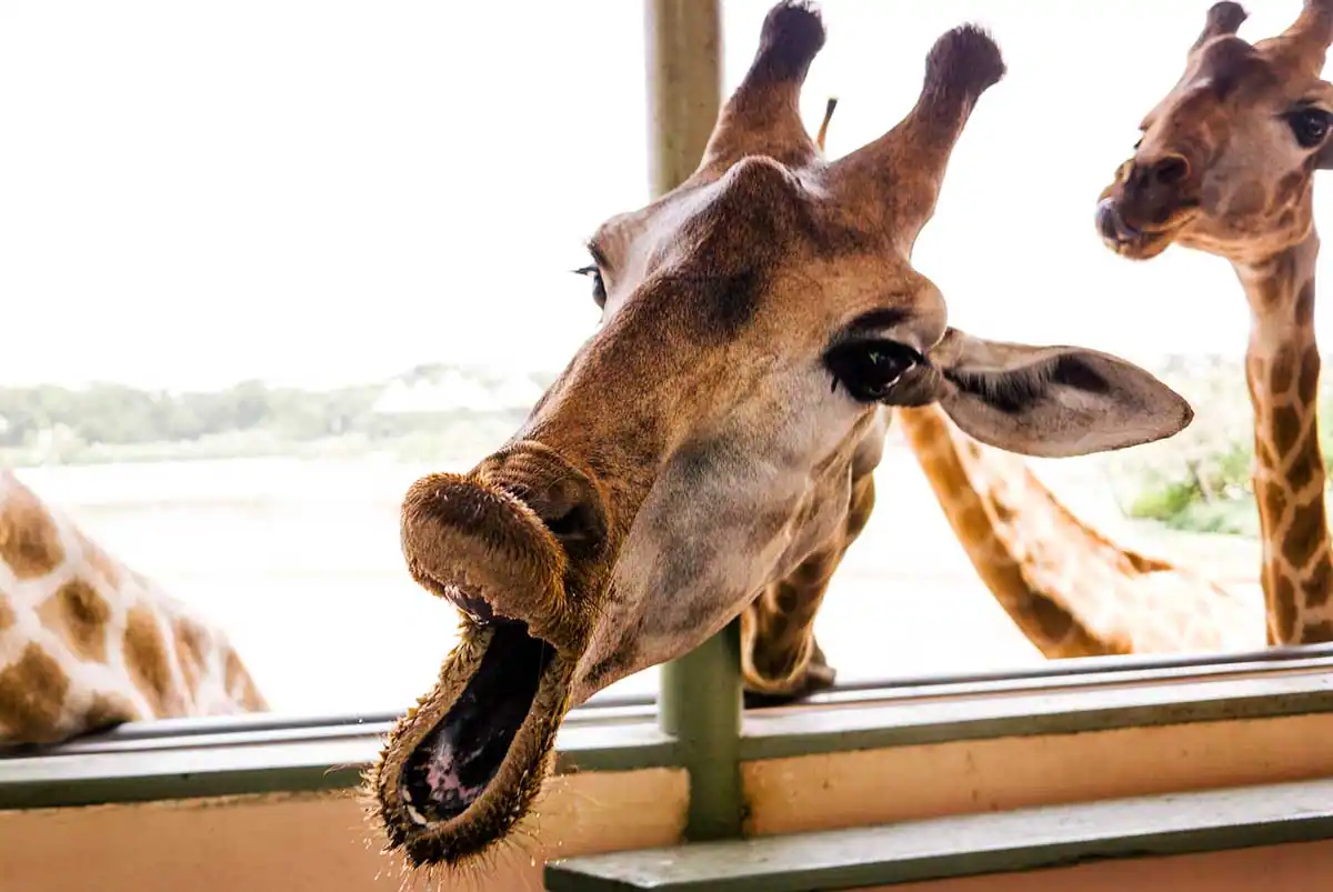 Gros plan sur une girafe curieuse avec un fond naturel lumineux