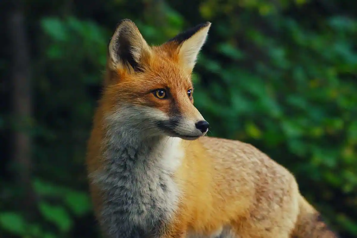 Renard roux en gros plan dans un environnement forestier verdoyant