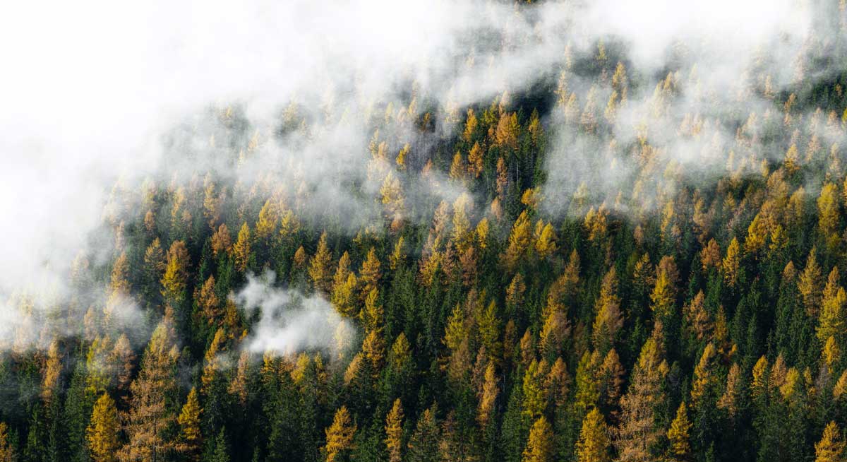 Forêt d'automne dans le brouillard