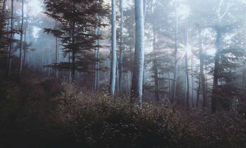 Forêt dans le brouillard
