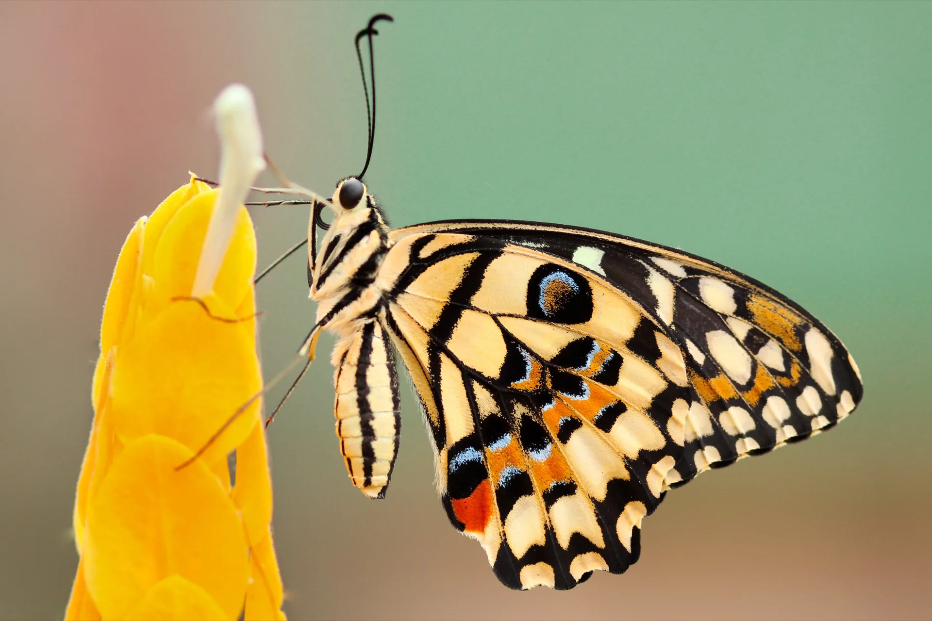 Papillon en gros plan sur une fleur jaune, photographie macro