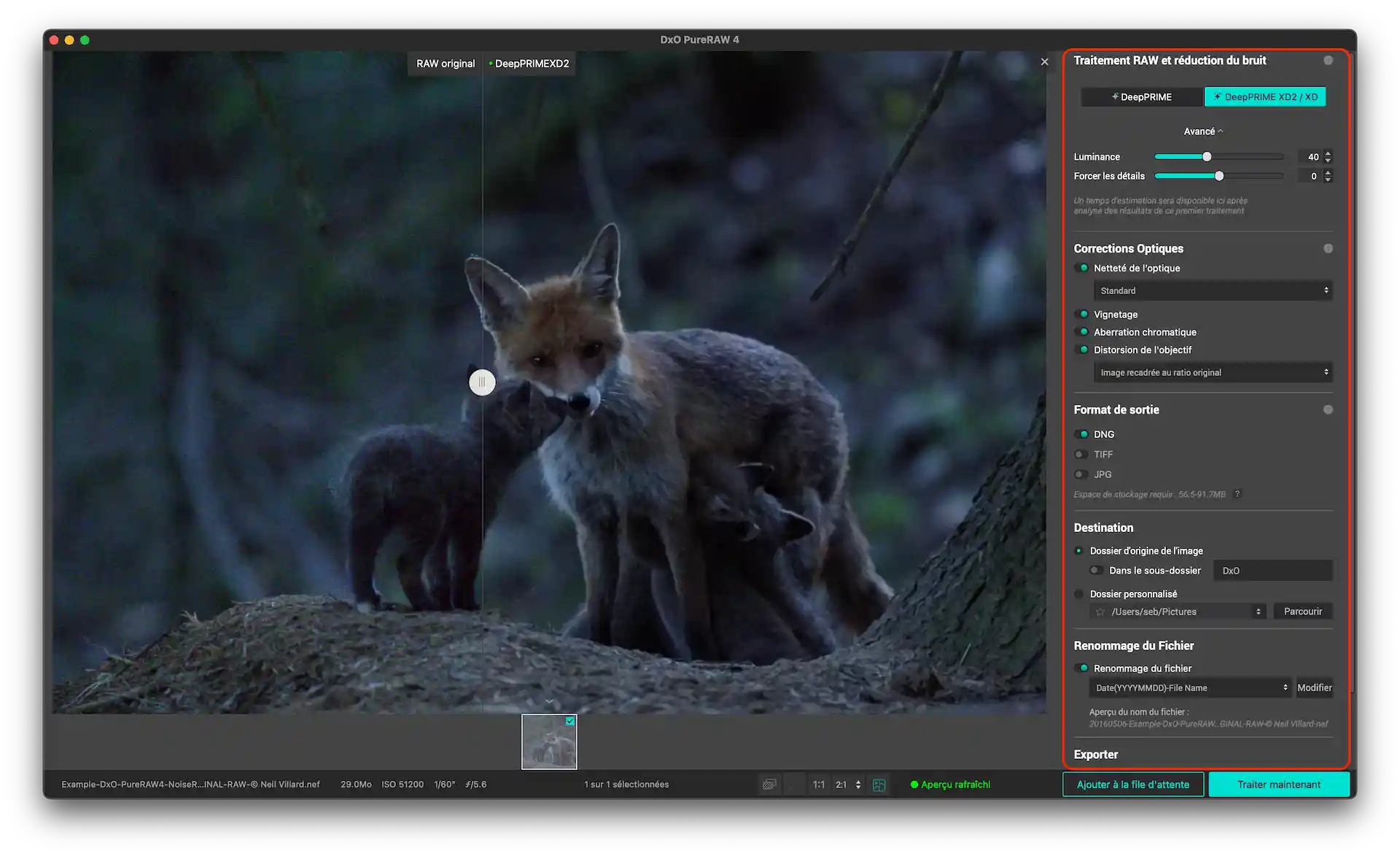 Renard avec ses renardeaux dans un environnement forestier sombre.