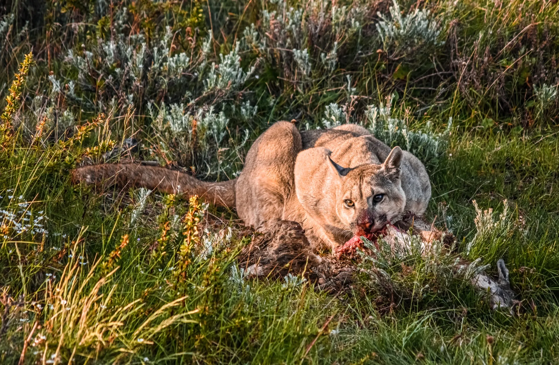 Puma sauvage dans le parc national Torres del Paine, au Chili