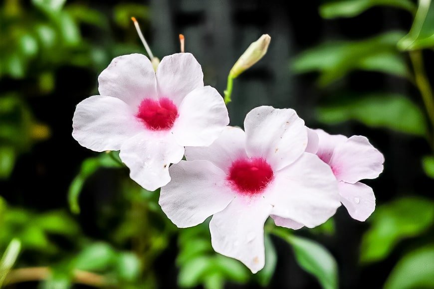 Trois fleurs blanches avec des cœurs rouges sur un fond de végétation verte