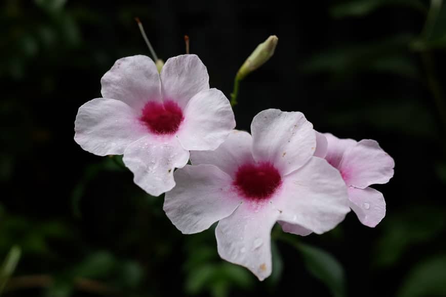 Fleurs blanches avec centres roses vifs sur fond sombre