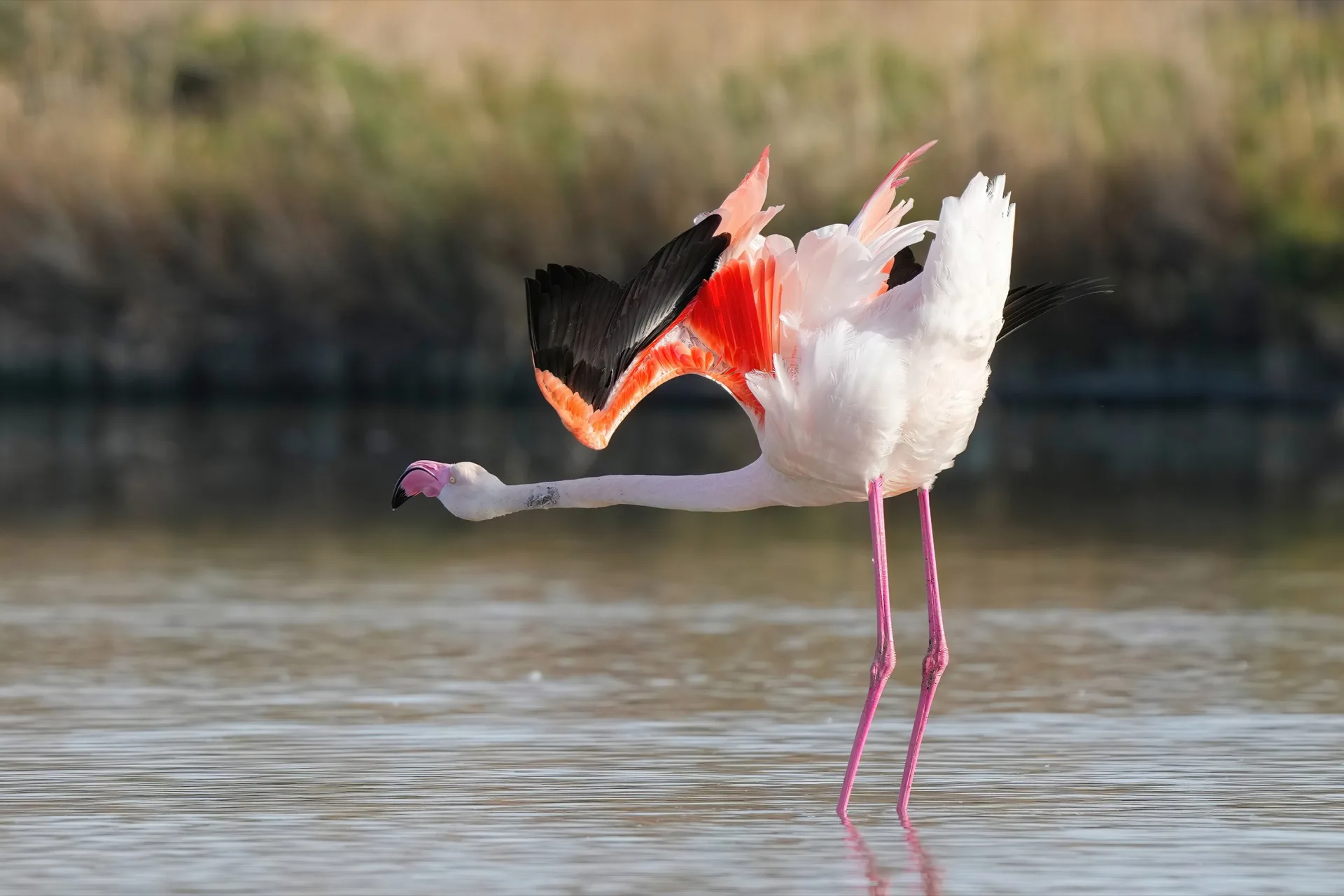 Flamants roses paradant en Camargue pendant la saison de reproduction (image Giles Laurent, Wikimedia Commons CC BY-SA 4.0 — sujet emblématique du Festival photo de la Camargue).