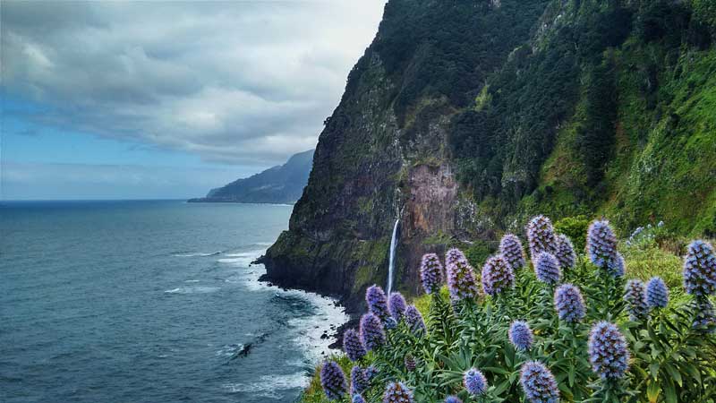 Premier plan fleuri sur le littoral