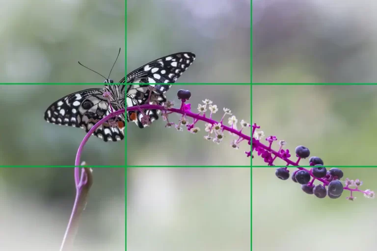 Papillon noir et blanc posé sur une branche fleurie violette.