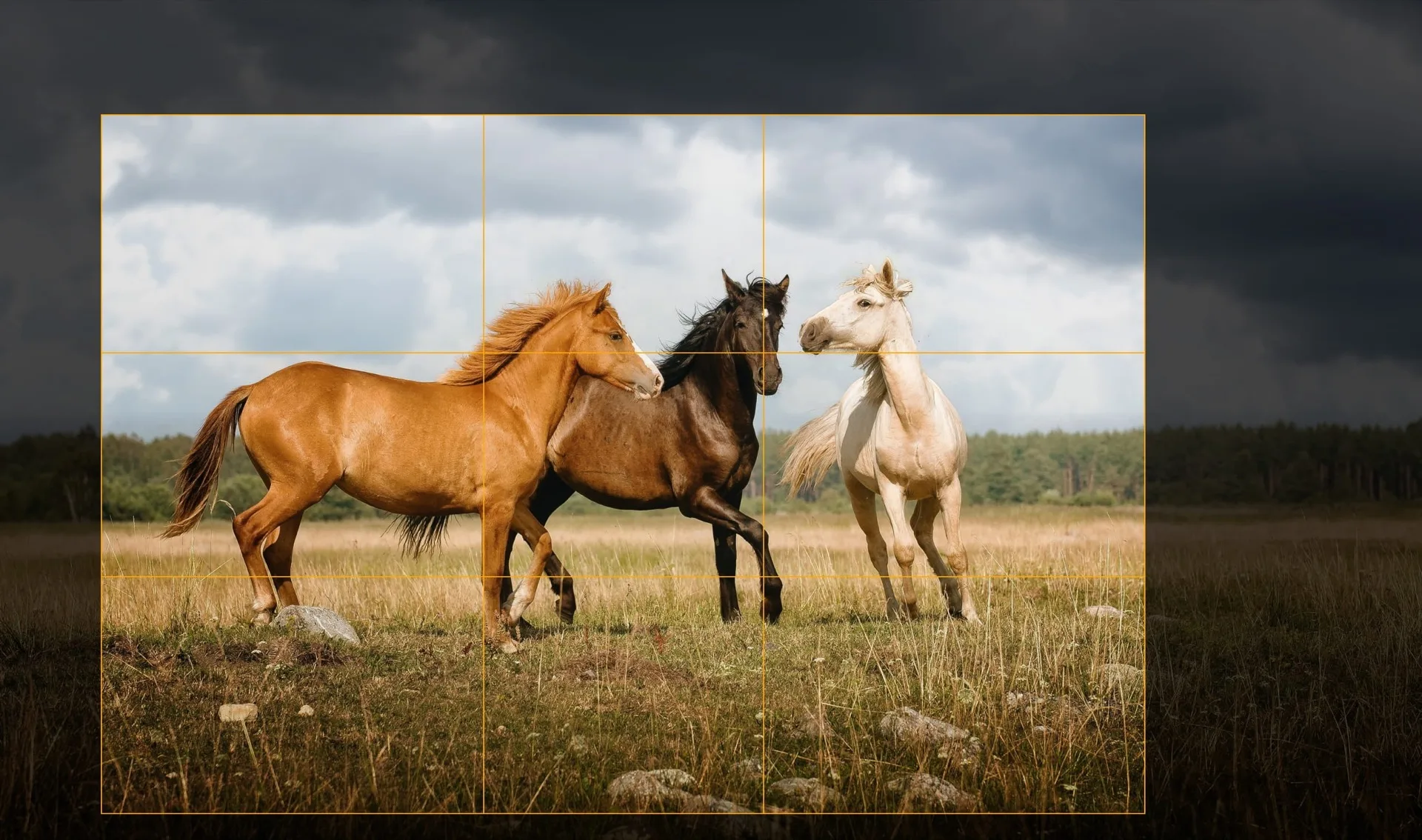 Recadrage de Luminar 1.29 : une suggestion de composition sur une photo de trois chevaux, avec la grille de la règle des tiers affichée