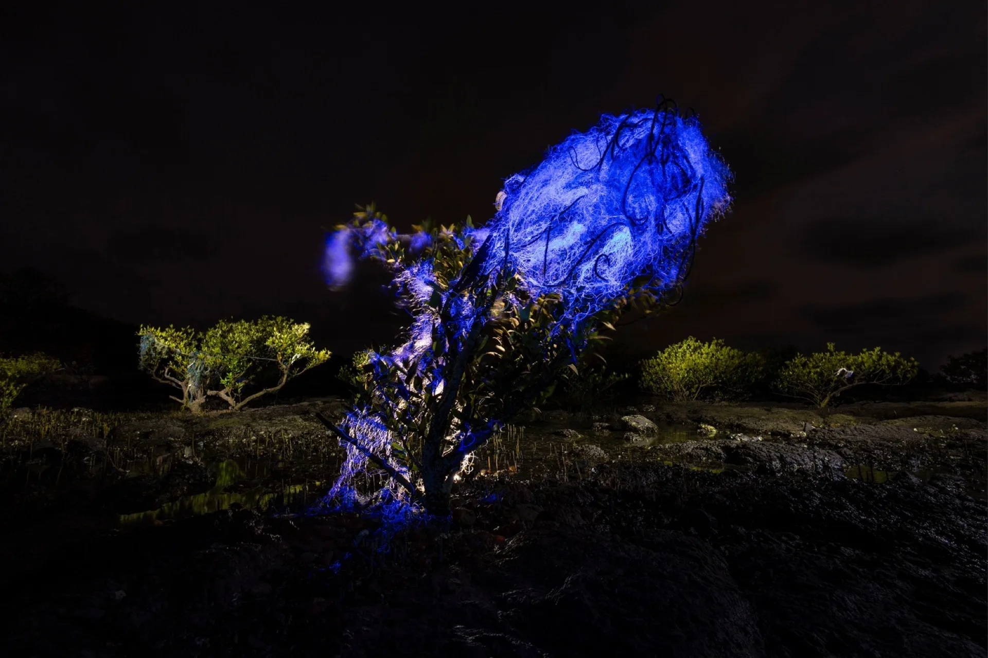 Filet de pêche fantôme fluorescent sous lumière UV dans une mangrove, image gagnante des Mangrove Photography Awards 2026
