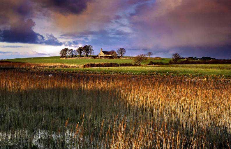 Premier plan structurant en paysage