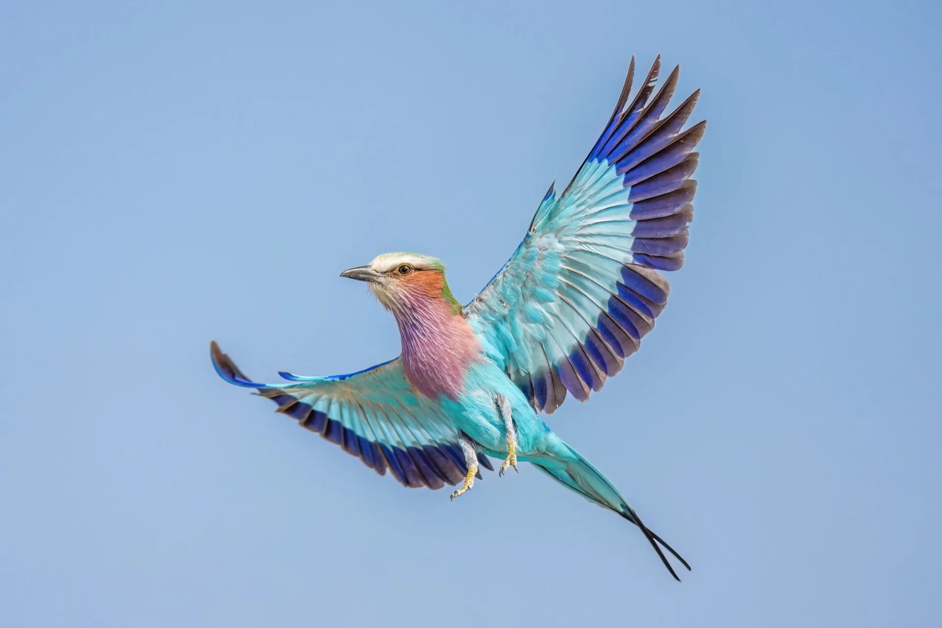 Rollier à longue queue en vol, ailes déployées, photographié au téléobjectif