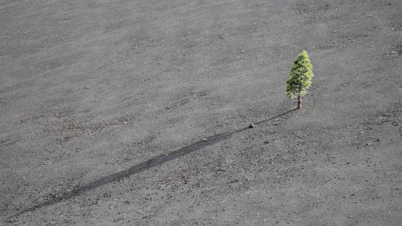 Un arbre solitaire pousse sur un terrain volcanique aride.